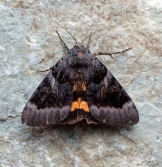 Catocala badia coelebs