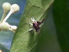 Choreutis nemorana