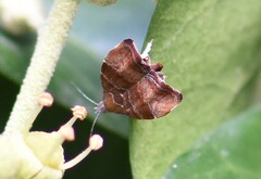 Choreutis nemorana