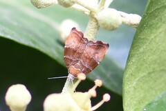 Choreutis nemorana