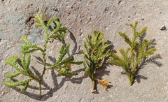 Austrolycopodium fastigiatum
