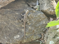 Agamidae