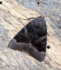 Catocala badia coelebs