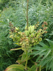 Veratrum oxysepalum