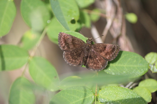 Mountain Sootywing