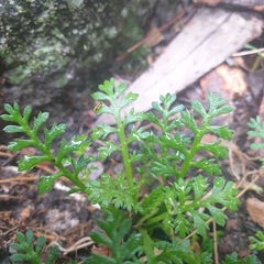 Brachyscome multifida