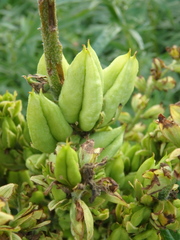 Veratrum oxysepalum