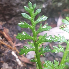 Brachyscome multifida