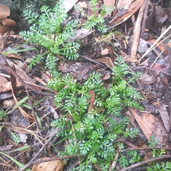 Brachyscome multifida