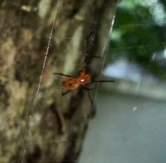 Herennia multipuncta