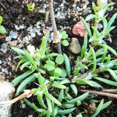 Spergularia rubra