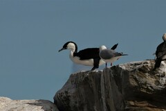 Phalacrocorax fuscescens
