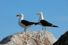 Larus pacificus