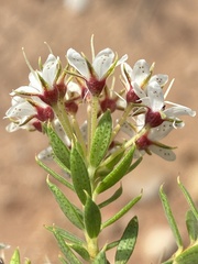 Agathosma puberula