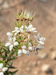 Agathosma puberula