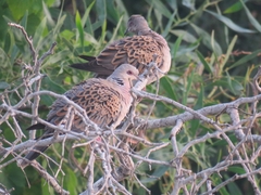 Streptopelia turtur
