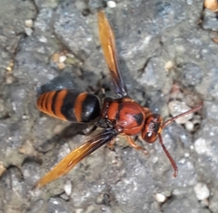 Rhynchium