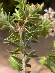 Agathosma puberula