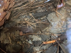 Dicamptodon tenebrosus