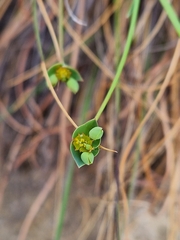 Euphorbia striata