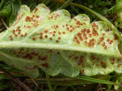 Puccinia betonicae