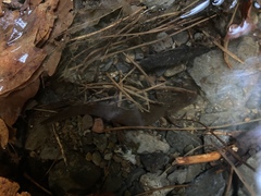 Dicamptodon tenebrosus