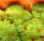 Puccinia betonicae
