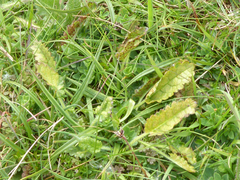 Puccinia betonicae