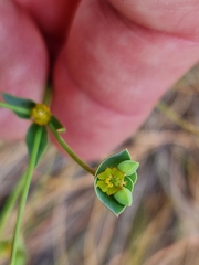 Euphorbia striata