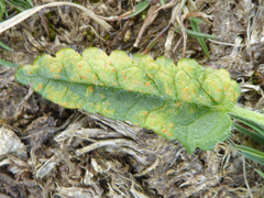 Puccinia betonicae