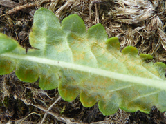 Puccinia betonicae