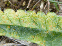 Puccinia betonicae