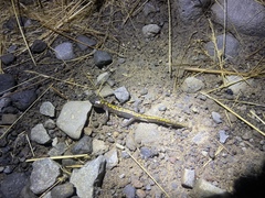 Ambystoma macrodactylum