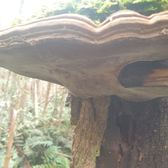 Ganoderma australe