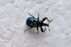 Attelabidae