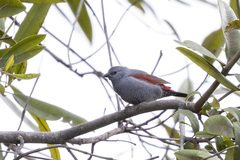 Pytilia phoenicoptera