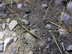 Ambystoma macrodactylum