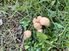 Marasmius oreades