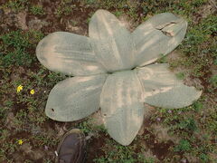 Brunsvigia orientalis