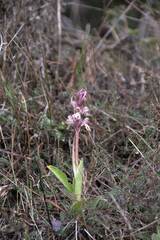 Himantoglossum robertianum