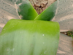 Brunsvigia orientalis