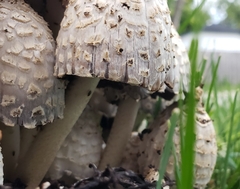 Coprinopsis variegata