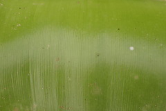 Brunsvigia orientalis