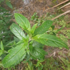 Prostanthera lasianthos