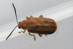 Pyrrhalta ohbayashii