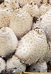 Coprinopsis variegata