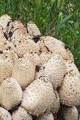 Coprinopsis variegata