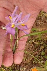 Moraea ciliata