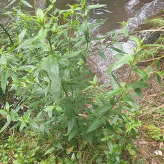 Prostanthera lasianthos