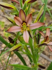 Wachendorfia multiflora